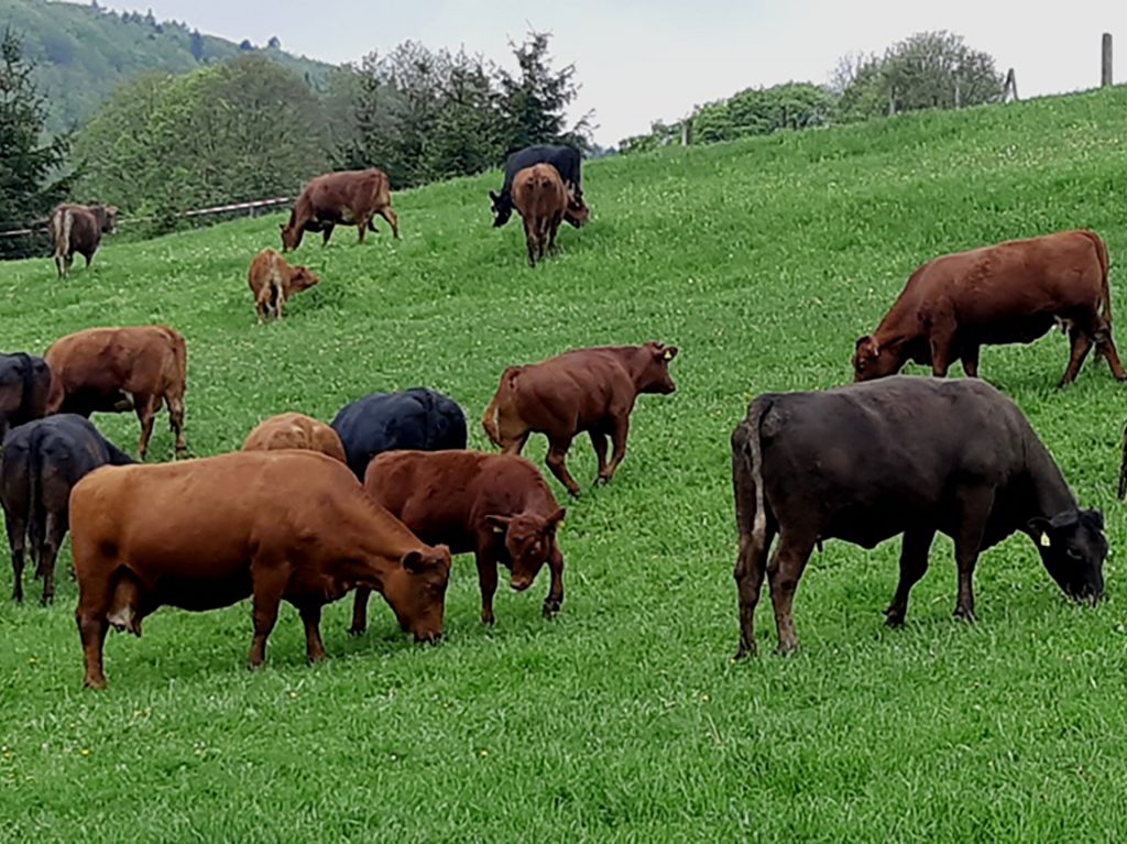 Tierhaltung in der Schweiz